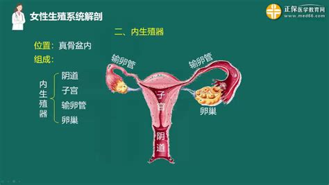 女人性器官|解剖学高清图谱 女性生殖系统